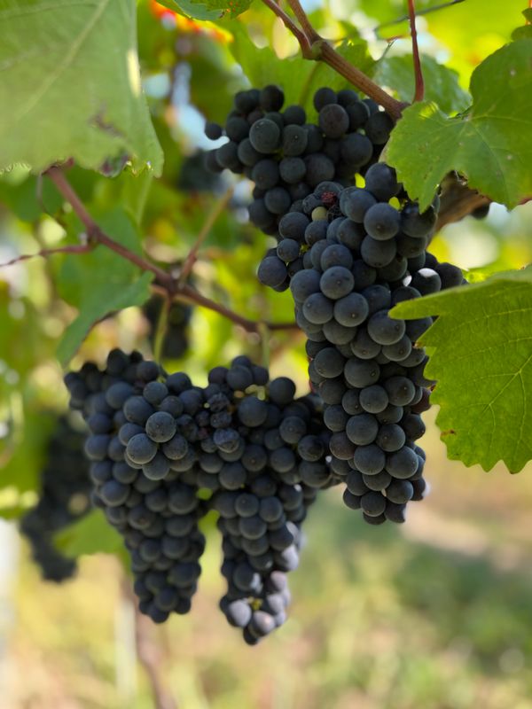 Wino czerwone wytrawne St. Laurent