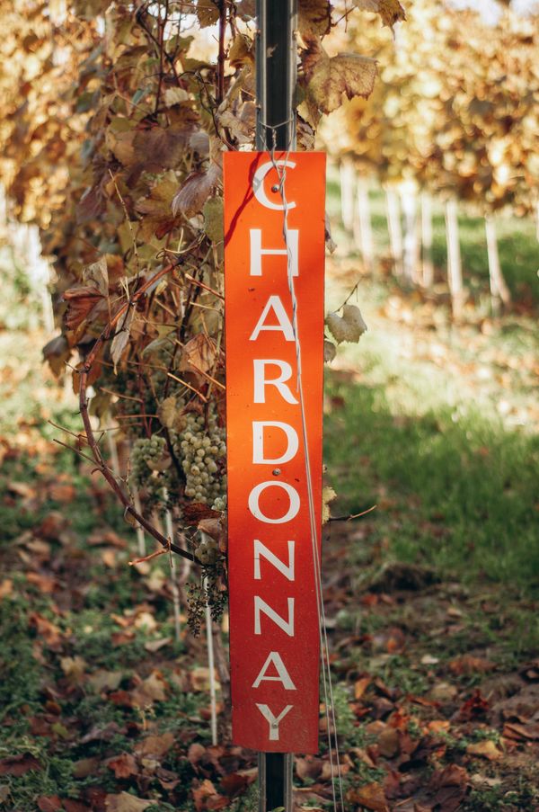 Wino białe wytrawne Chardonnay