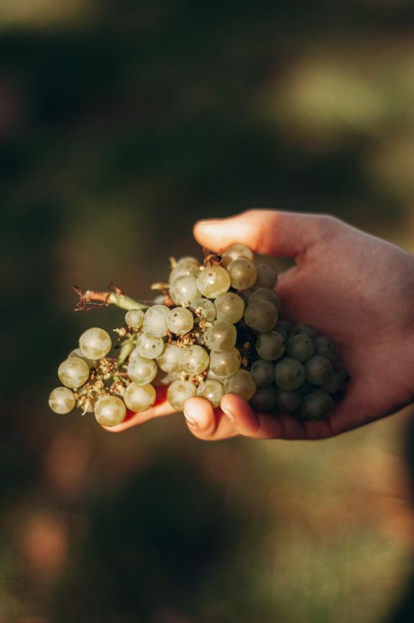 Wino białe półwytrawne Cuvee Blanc